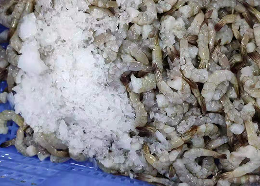 某水产公司10吨片冰机案例